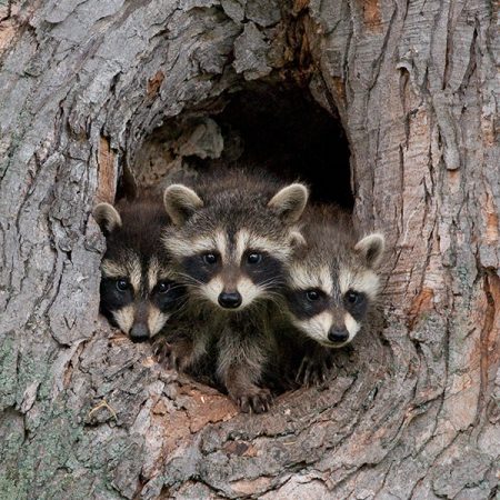 little-winnie-raccoons A raccoon family at Little Winnie Resort